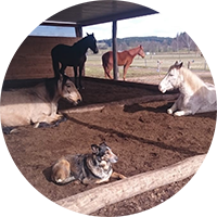 Highlander Ranch Maselheim Icon